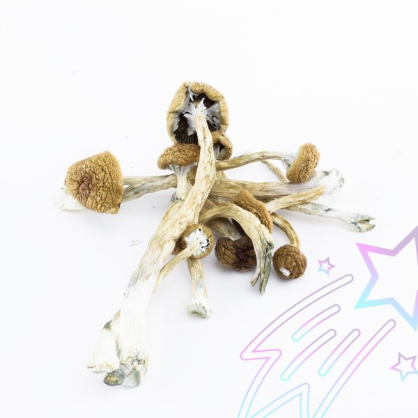 Buy Golden Teacher mushroom online in Australia