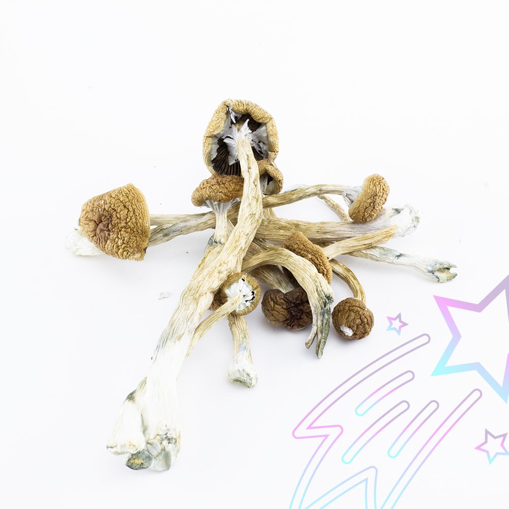 Buy psychedelics online in Australia
